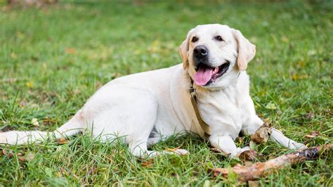 how often do labradors shed.